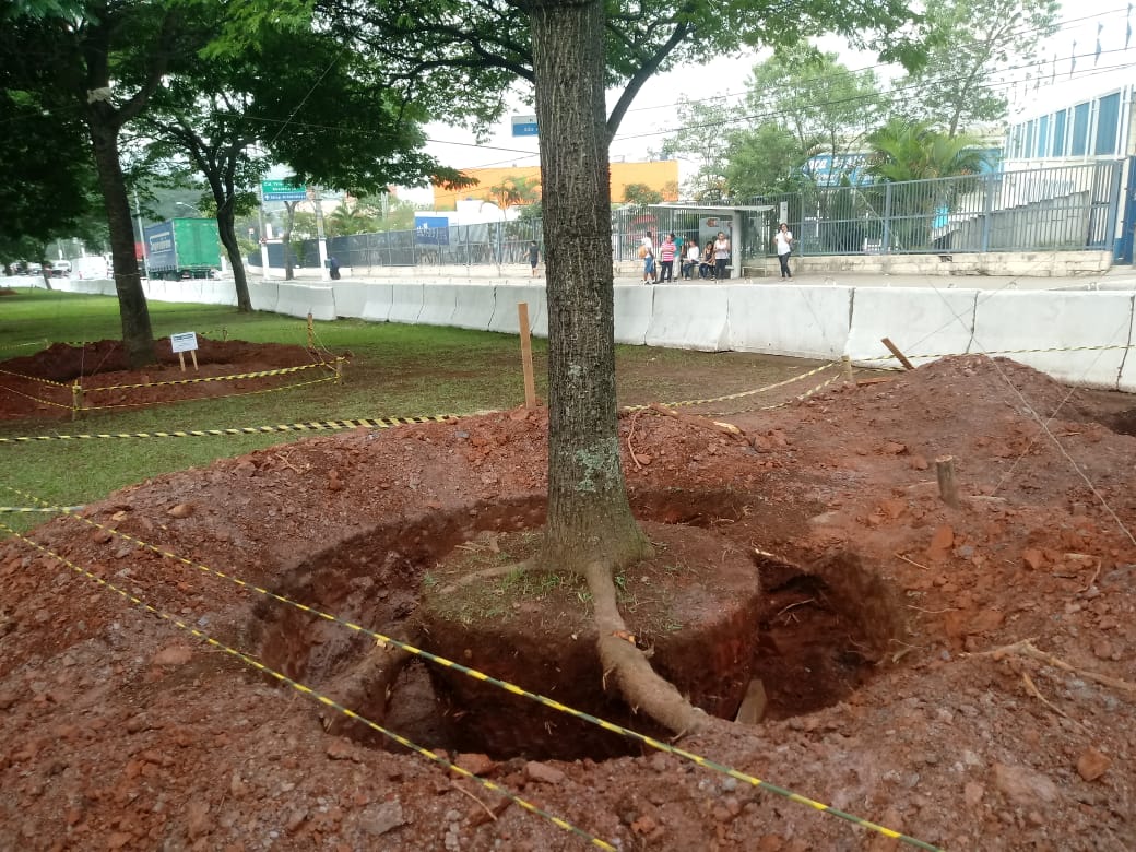 Base da árvore escavada para a remoção.